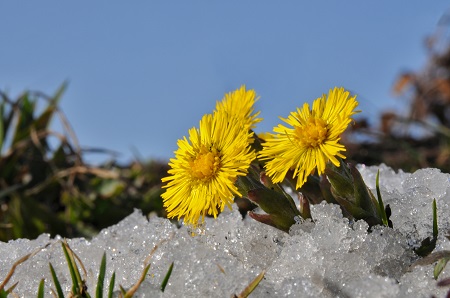 Tussilago i snö